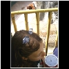 Zoo_2006_622_Orangitang.jpg