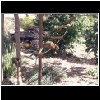 Zoo_2006_633_Squirel_Monkee.jpg