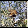 Zoo_2006_636_Squirel_Monkey.jpg