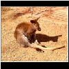 Zoo_2006_680_Roo.jpg